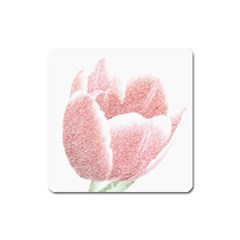 Tulip Red Pencil Drawing Art Square Magnet by picsaspassion