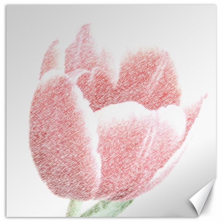 Tulip red pencil drawing art Canvas 20  x 20  