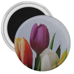 Tulips 3  Magnets