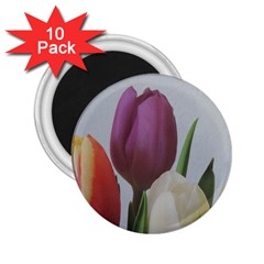 Tulips 2 25  Magnets (10 Pack) 