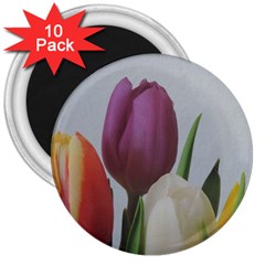 Tulips 3  Magnets (10 Pack)  by picsaspassion