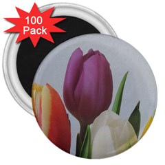 Tulips 3  Magnets (100 Pack) by picsaspassion