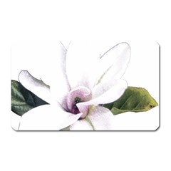 White Magnolia Pencil Drawing Art Magnet (rectangular)