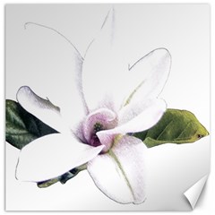 White Magnolia Pencil Drawing Art Canvas 12  X 12   by picsaspassion