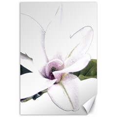 White Magnolia Pencil Drawing Art Canvas 12  X 18   by picsaspassion