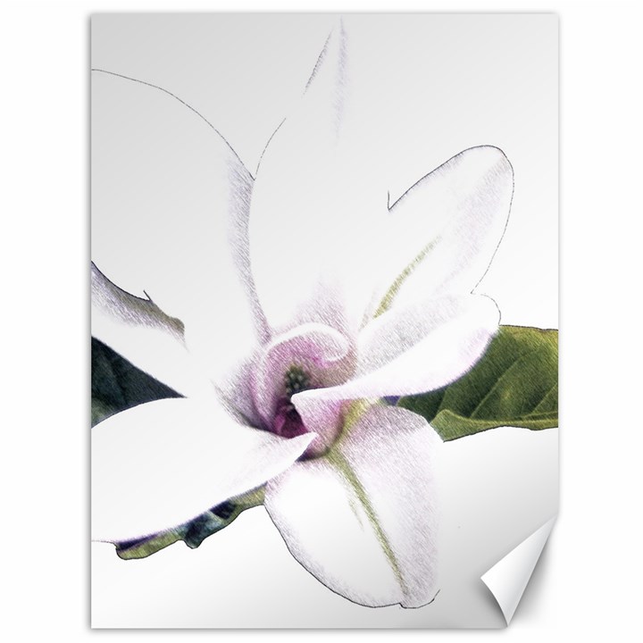 White Magnolia pencil drawing art Canvas 36  x 48  