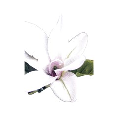 White Magnolia Pencil Drawing Art Shower Curtain 48  X 72  (small) 