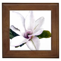 Magnolia Wit Aquarel Painting Art Framed Tiles by picsaspassion