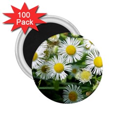 White Summer Flowers Watercolor Painting Art 2 25  Magnets (100 Pack) 