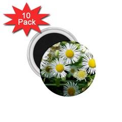 White Summer Flowers, Watercolor Painting 1 75  Magnets (10 Pack) 