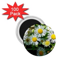 White Summer Flowers Oil Painting Art 1 75  Magnets (100 Pack)  by picsaspassion