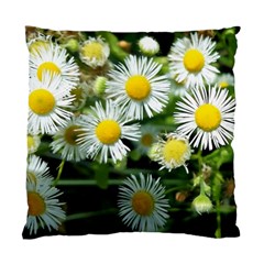 White Summer Flowers Oil Painting Art Standard Cushion Case (one Side) by picsaspassion