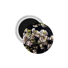 Japanese Cherry Blossom 1 75  Magnets by picsaspassion