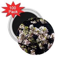 Japanese Cherry Blossom 2 25  Magnets (100 Pack) 