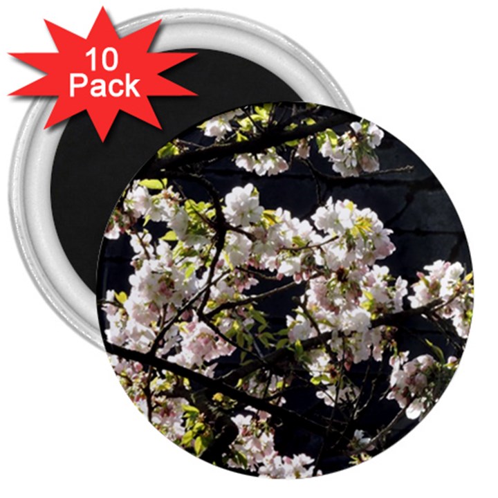 Japanese cherry blossom 3  Magnets (10 pack) 