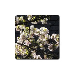 Japanese Cherry Blossom Square Magnet