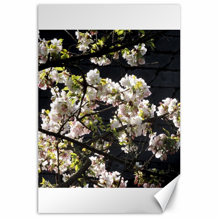 Japanese cherry blossom Canvas 12  x 18  