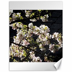 Japanese Cherry Blossom Canvas 18  X 24  