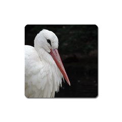 Stork Bird Square Magnet by picsaspassion