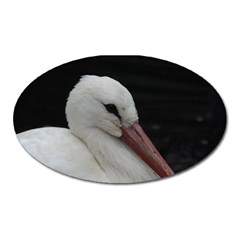 Wild Stork Bird Oval Magnet by picsaspassion