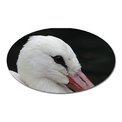 Wild Stork Bird, Close-up Oval Magnet