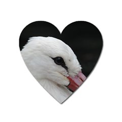 Wild Stork Bird, Close-up Heart Magnet by picsaspassion