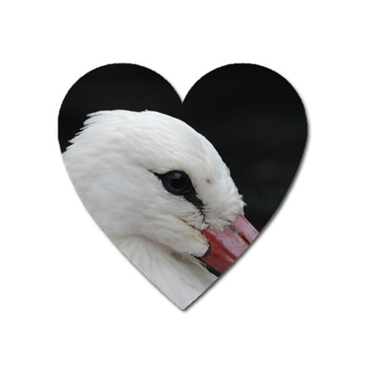 Wild Stork bird, close-up Heart Magnet