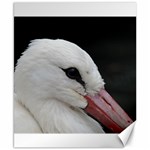 Wild Stork bird, close-up Canvas 8  x 10  8.15 x9.66  Canvas - 1