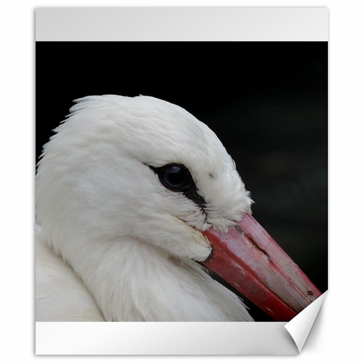 Wild Stork bird, close-up Canvas 8  x 10 