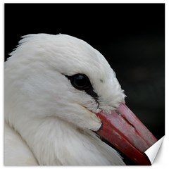 Wild Stork Bird, Close-up Canvas 12  X 12  