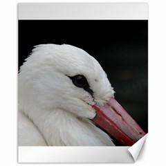 Wild Stork Bird, Close-up Canvas 11  X 14  