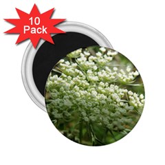 White Summer Flowers 2 25  Magnets (10 Pack) 