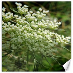 White Summer Flowers Canvas 12  X 12  