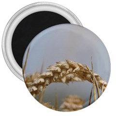 Cornfield 3  Magnets