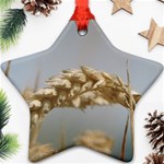 Cornfield Ornament (Star)  Front