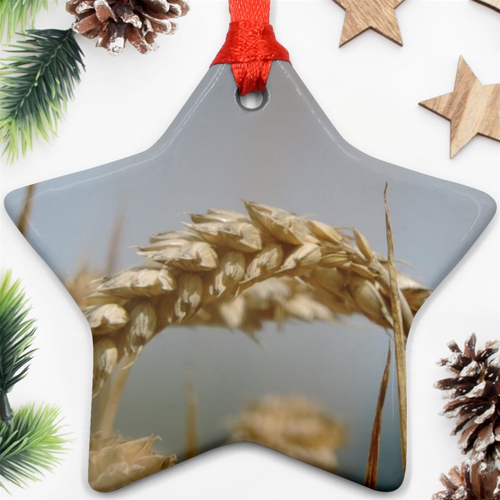 Cornfield Ornament (Star) 