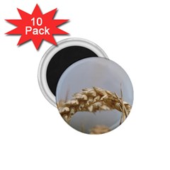 Cornfield 1 75  Magnets (10 Pack) 