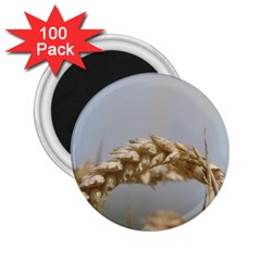 Cornfield 2 25  Magnets (100 Pack) 