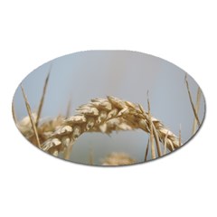 Cornfield Oval Magnet