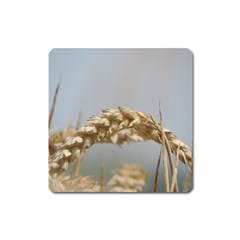 Cornfield Square Magnet