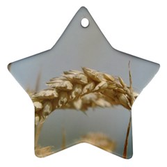 Cornfield Star Ornament (two Sides)  by picsaspassion