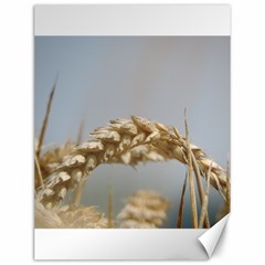 Cornfield Canvas 12  X 16   by picsaspassion