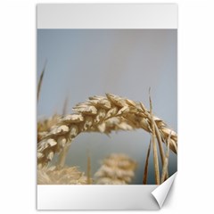 Cornfield Canvas 12  X 18  