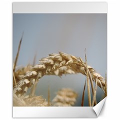 Cornfield Canvas 16  X 20  