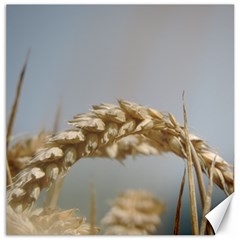 Cornfield Canvas 20  X 20   by picsaspassion