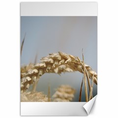 Cornfield Canvas 20  X 30  