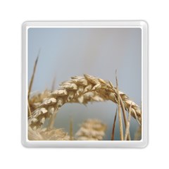 Cornfield Memory Card Reader (square)  by picsaspassion