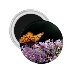 Butterfly Sitting On Flowers 2 25  Magnets by picsaspassion