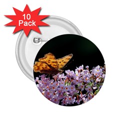 Butterfly Sitting On Flowers 2 25  Buttons (10 Pack)  by picsaspassion