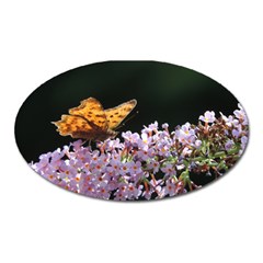 Butterfly Sitting On Flowers Oval Magnet by picsaspassion